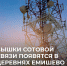 Интернет придет в Емишево и Першино - Тутаевский район